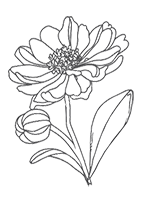 Echinacea-(2).png