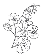 Echinacea-(2).png