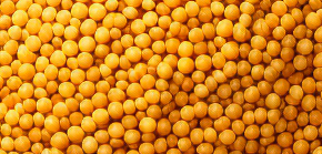 Quinoa: recepty, které si oblíbíte