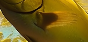 Recepty s omega-3 pro zdravé srdce, mozek i zrak